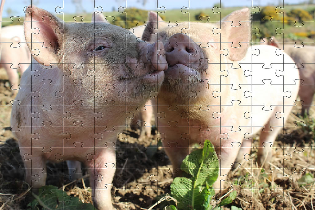 Jigsaw Puzzles
