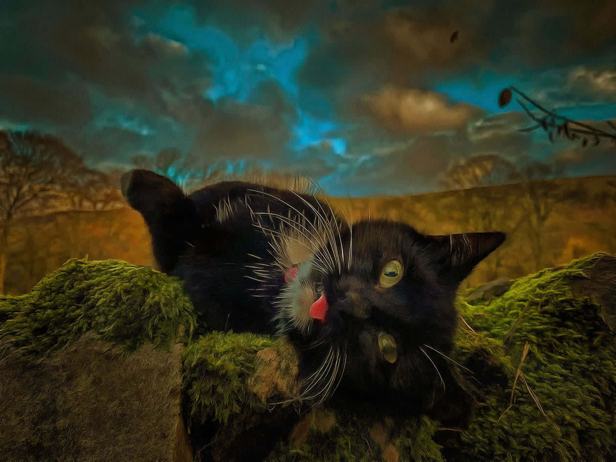 Letty - Cat Art Picture