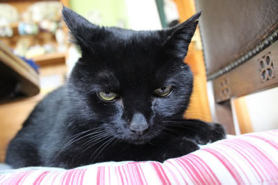 Cats - beautiful black cats