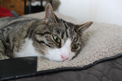 Cat loves the dog bed