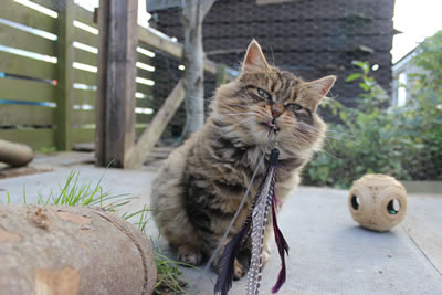 Cat Picture 16 - Bobbie playing with cat toy