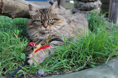 Cat Picture 22 - Bobbie playing with feather cat toy
