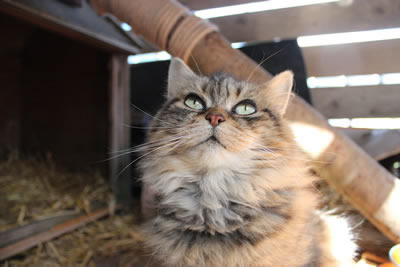 Bobbie our beautiful cat