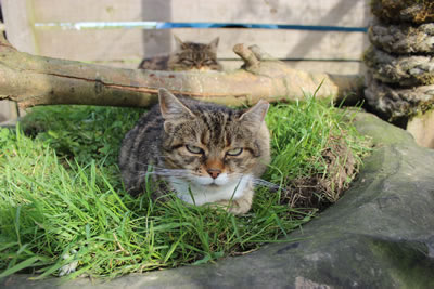 Cat Pictures | Picture of Meg on the grass in the large tractor tyre - Photo 11
