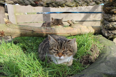 Cat Pictures | Meg on the grass in the large tractor tyre - Photo 12