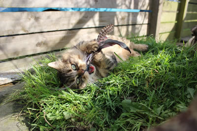 Cat Pictures | Bobbie playing - Photo 14