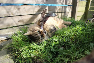 Cat Pictures | Bobbie playing with feather cat toy - Photo 15