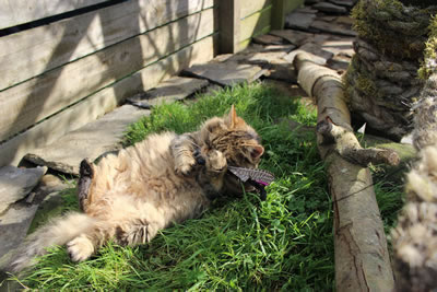 Cat Pictures | Bobbie playing with feather cat toy - Photo 17