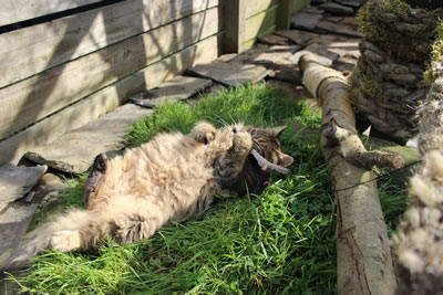 Cat Pictures | Bobbie playing with cat toy - Photo 18