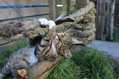 Picture of Cats - Photo 2 - Meg one of our female barn cats