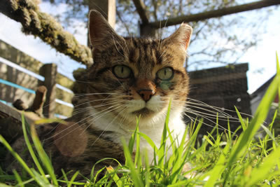 Cat Pictures | Cats portrait - Photo 27