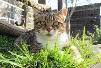 Cat Pictures | Meg - Photo 28