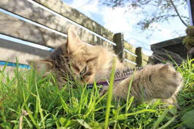 Cat Pictures | Cat in Cat Run / Catio - Photo 29
