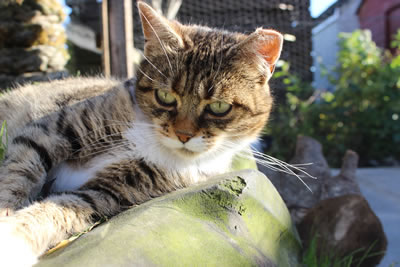 Picture of Cats - Photo 3 - Meg
