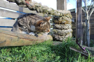 Picture of Cats - Photo 4 - Meg