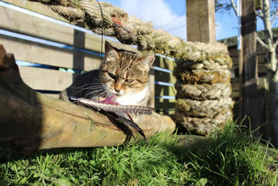 Picture of Cats - Photo 5 - Meg