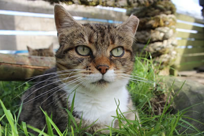 Cat Pictures | Picture of Meg - Photo 8