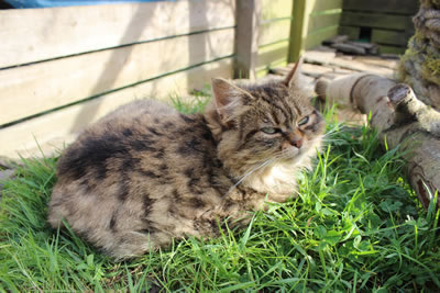 Cat Pictures | Picture of Bobbie - Photo 9