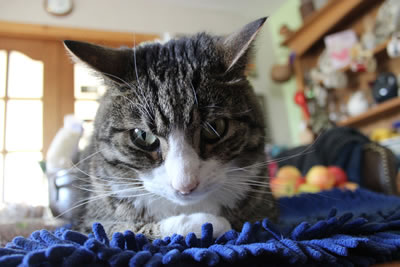 Cats - our tabby cat Toby