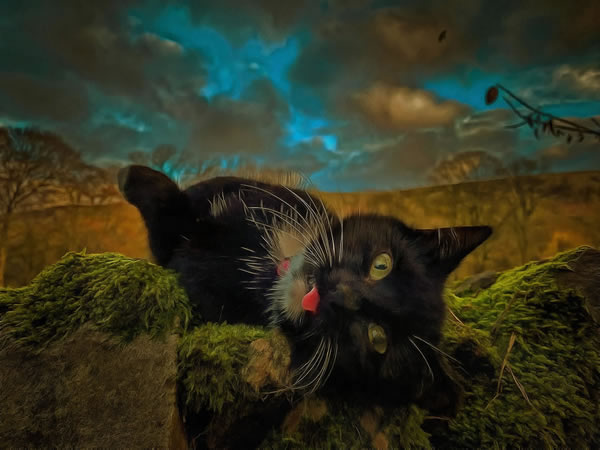 CatArt | Letty