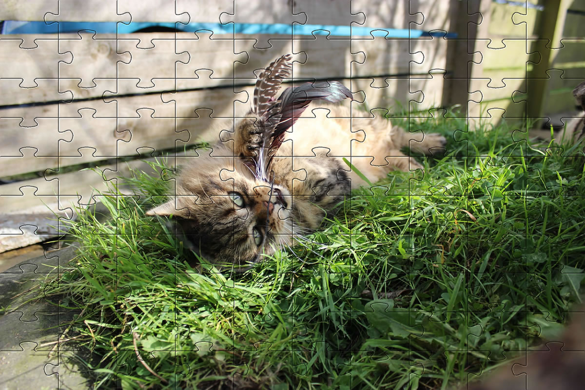 Jigsaw Puzzle - cat picture puzzle of our cat, Bobbie.