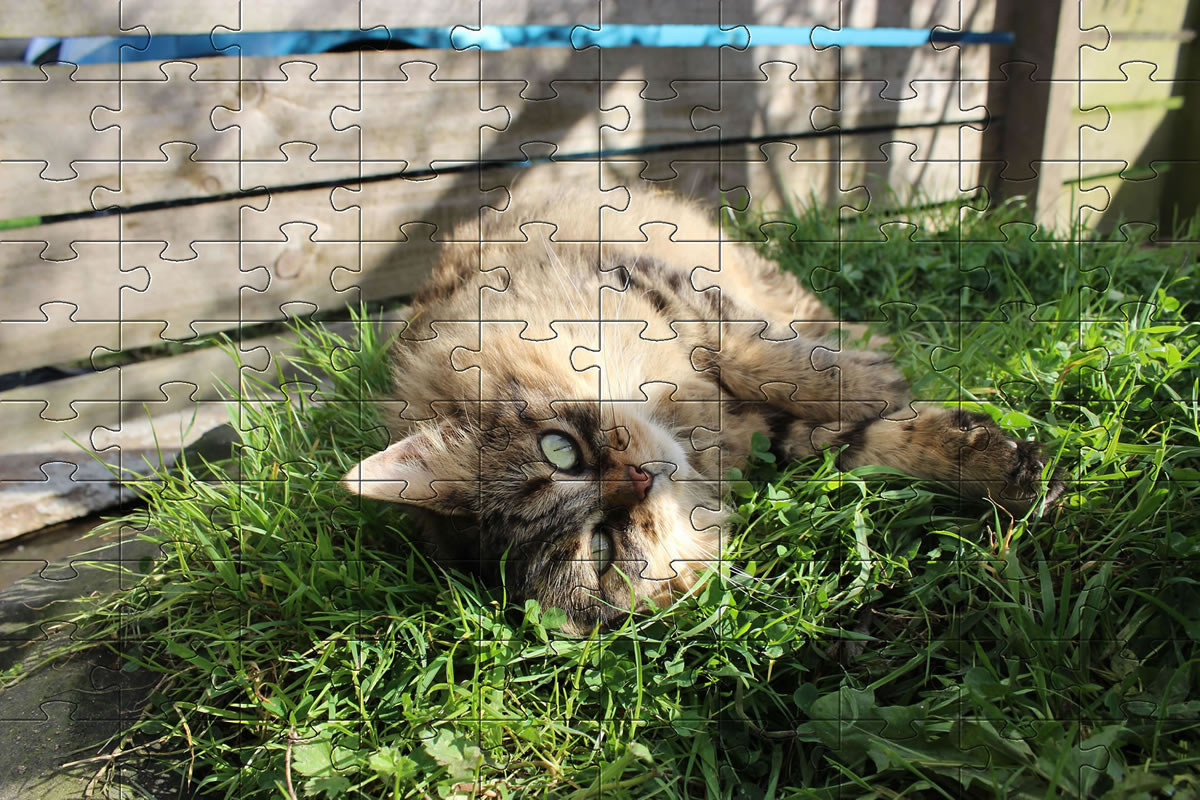 Jigsaw Puzzle - cat picture puzzle of our cat, Bobbie.