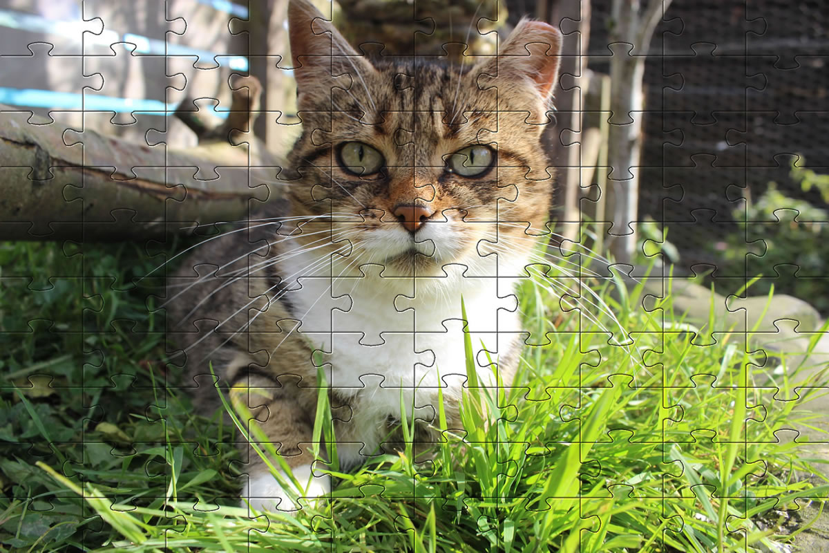 Jigsaw Puzzle - cat picture puzzle of our cat, Meg.