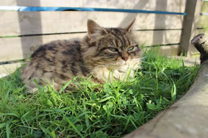 Cat Jigsaw Puzzle 10 - Bobbie
