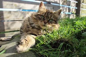 Cat Jigsaw Puzzle 20 - Our Cat Bobbie in the cat run / catio