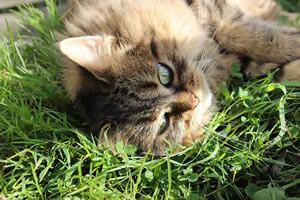 Cat Jigsaw Puzzle 21 - Our Cat Bobbie in the catio