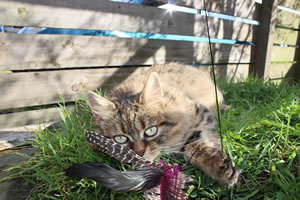Cat Jigsaw Puzzle 25 - Our cat, Bobbie, in the cat run playing with a feather cat chase toy