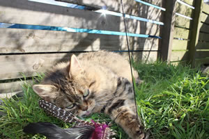 Cat Jigsaw Puzzle 26 - Our cat in the cat run playing with a feather cat chase toy
