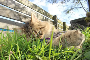 Cat Jigsaw Puzzle 29 - Our cat, Bobbie playing with her cat toy