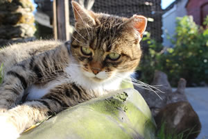 Cat Jigsaw Puzzle 3 - Meg