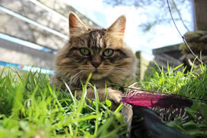 Cat Jigsaw Puzzle 30 - Our cat, Bobbie playing with her feather cat toy