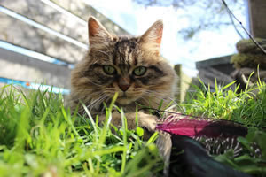 Cat Jigsaw Puzzle 31 - Bobbie, the cat, playing with her feather cat toy
