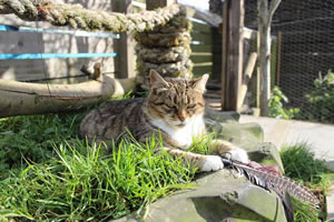 Cat Jigsaw Puzzle 32 - Meg, the cat, playing with her feather cat toy