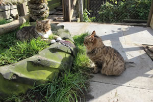 Cat Jigsaw Puzzle 33 - Bobbie and Meg, two of our cats, playing with a feather cat toy
