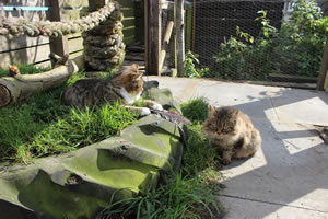 Cat Jigsaw Puzzle 34 - Bobbie and Meg playing with a feather cat toy