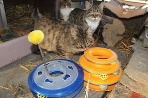 Cat Jigsaw Puzzle 35 - Kim, Bobbie and Meg playing with a cat toy