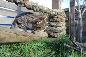 Cat Jigsaw Puzzle 4 - Meg