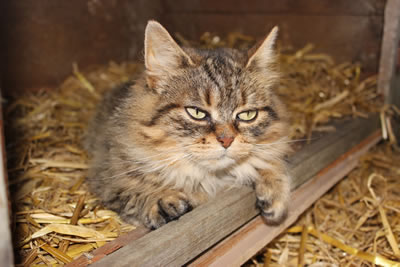 Cat | one of our outdoor girl cats called Bobbie