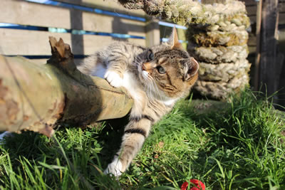 Cat, Meg