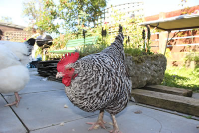 Chickens | Scots Grey hen