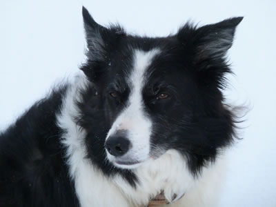 Collie | our collie Charlie (a girl).