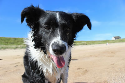 Dog | Our collie, Lucy.