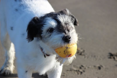 Dog | Posie, our Long haired Parsons Jack Russell
