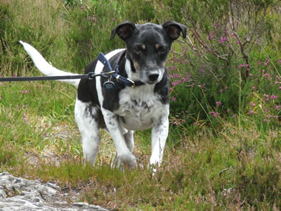 Cross collie | Sam
